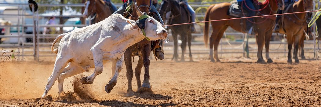 Calf being lassoed in a team calf roping event by cowboys at a country rodeo