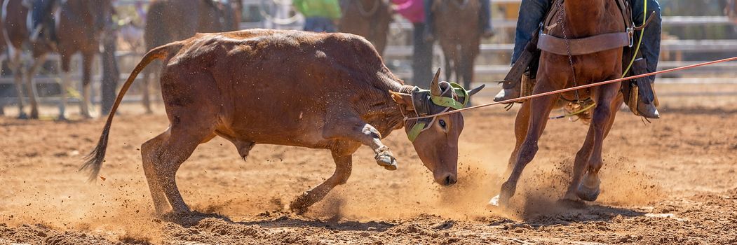 Calf being lassoed in a team calf roping event by cowboys at a country rodeo