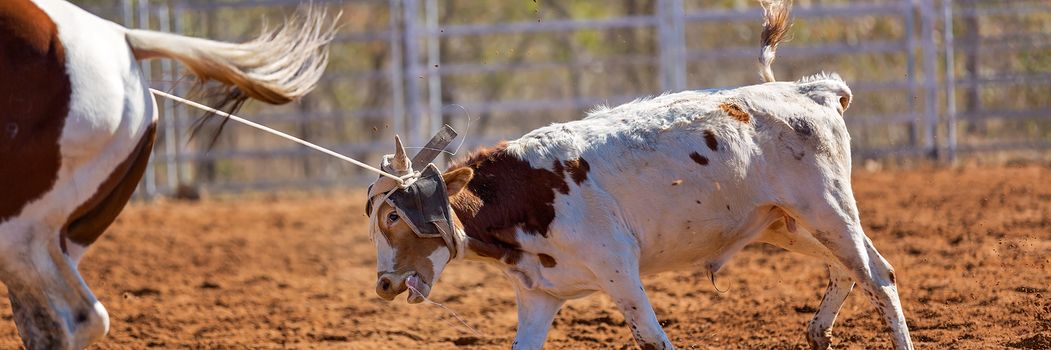 Calf being lassoed in a team calf roping event by cowboys at a country rodeo