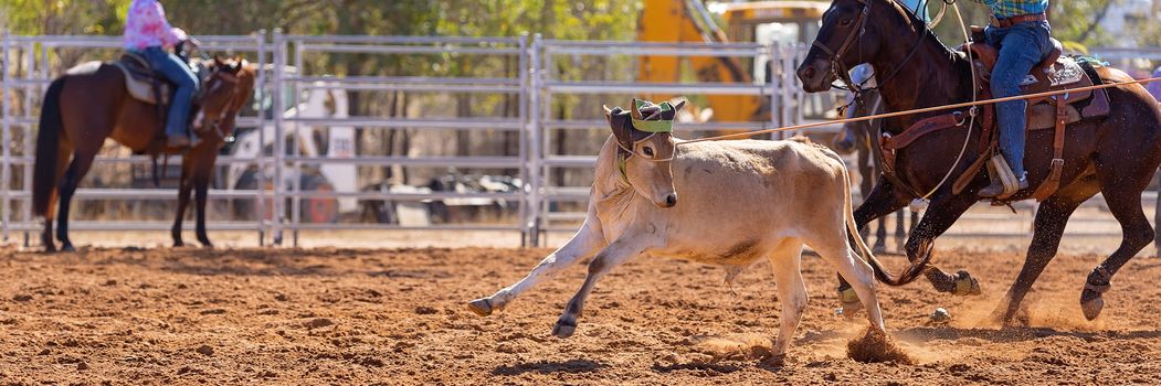 Calf being lassoed in a team calf roping event by cowboys at a country rodeo