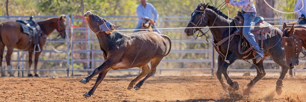 Calf being lassoed in a team calf roping event by cowboys at a country rodeo