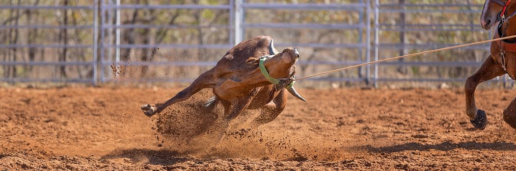 Calf being lassoed in a team calf roping event by cowboys at a country rodeo