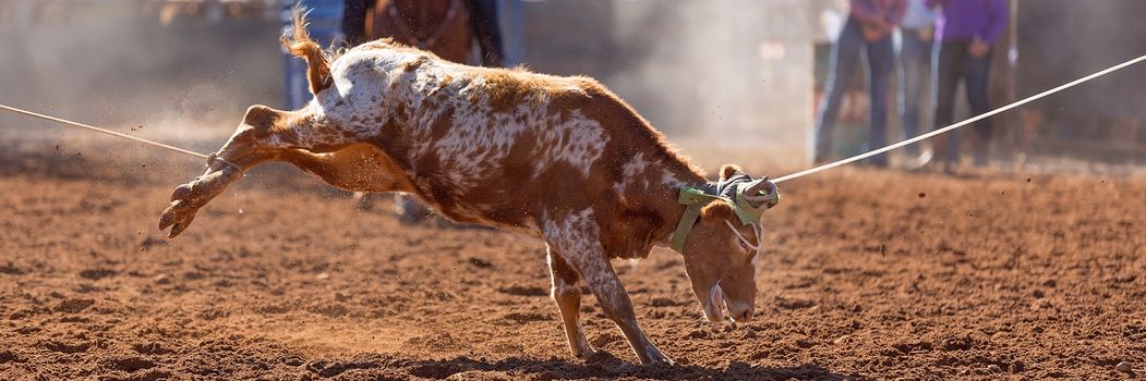 Calf being lassoed in a team calf roping event by cowboys at a country rodeo