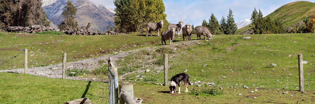 Group of sheep on a hill in a green pasture with fence in foreground and sheep dog sniffing ground