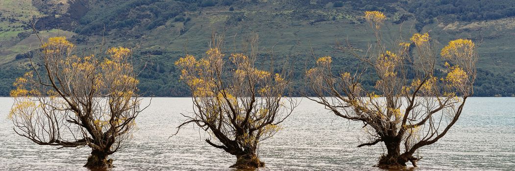 Three trees standing in a row in a lake