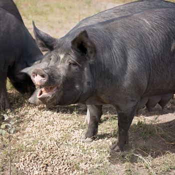 Berkshire black pigs in an organic piggery