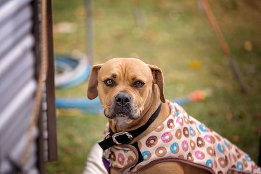 A A well loved guard dog wearing a coat in cold weather