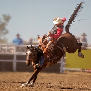 A cowboy rides a bucking horse in saddle bronc event at a country rodeo