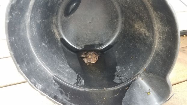 brown frog or toad amphibian in black plastic bucket with water