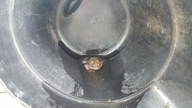 brown frog or toad amphibian in black plastic bucket with water