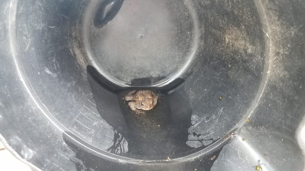 brown frog or toad amphibian in black plastic bucket with water