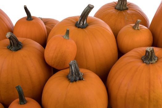 Many pumpkins collection on the autumn market