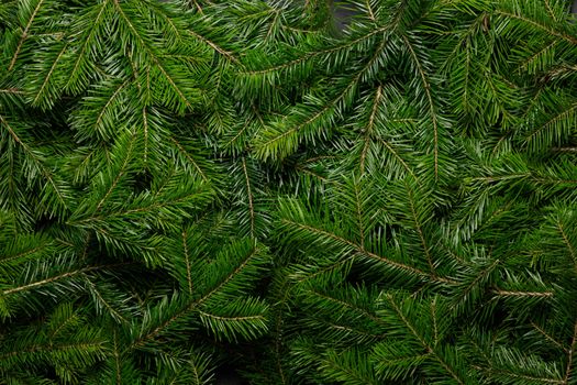 Natural background of christmas fir spruce tree branches winter holidays design