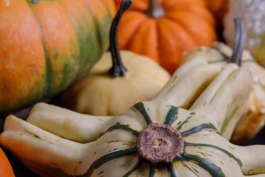 Assortiment of autumn harvested pumpkins in a heap background , Halloween holiday concept