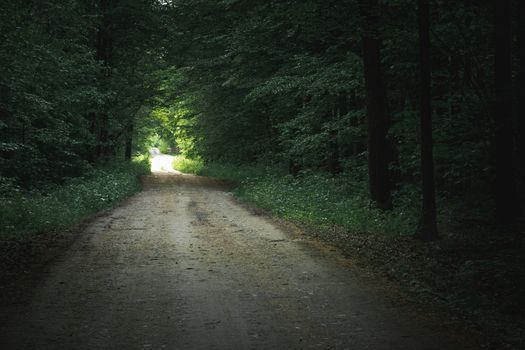 Dark green forest and the dirt road to the light