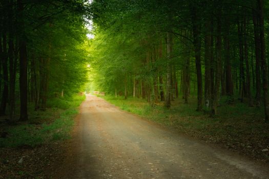 Green forest and the dirt road to the light