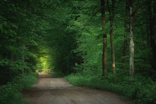 Dark forest with light at the end of the dirt road