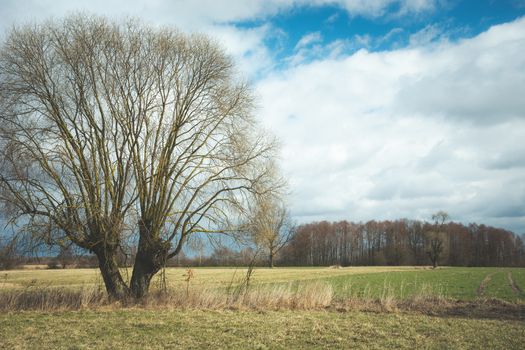 Large willow without leaves in the meadow, spring view