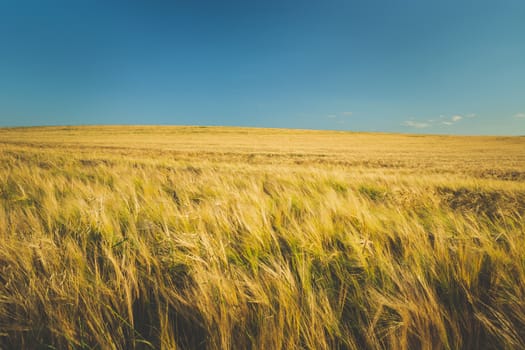 Ears of barley and blue sky, summer view