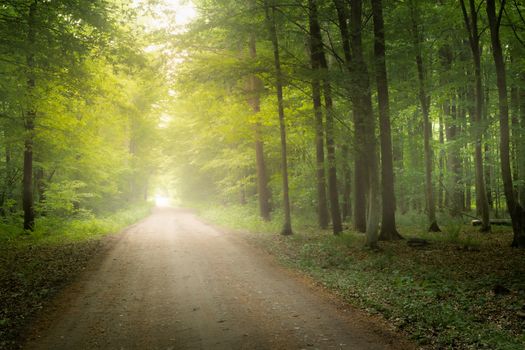 Dark forest with fog and light at the end of the dirt road