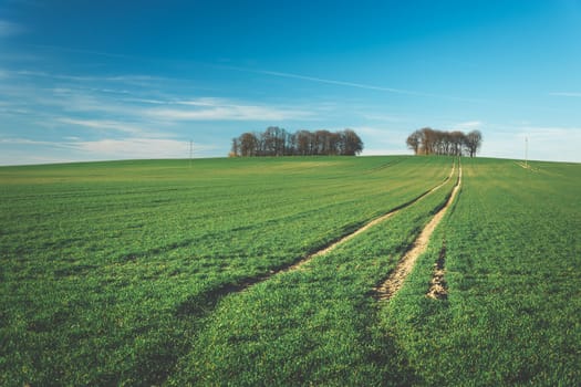 Traces of wheels on a green field, trees on the horizon and sky, spring view