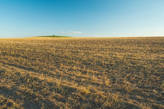 Stubble field to horizon and blue sky, summer view
