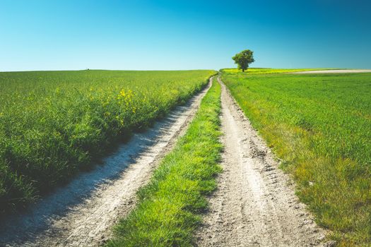 Long dirt road through green fields, tree and blue sky, summer view