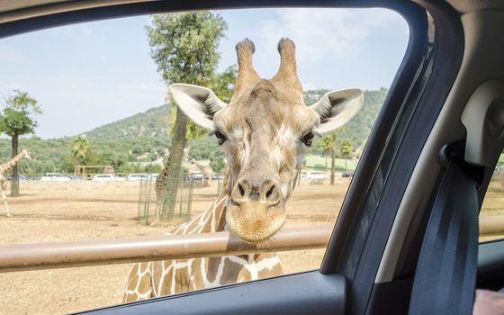 Hungry giraffe waiting for food through a car window at the zoo