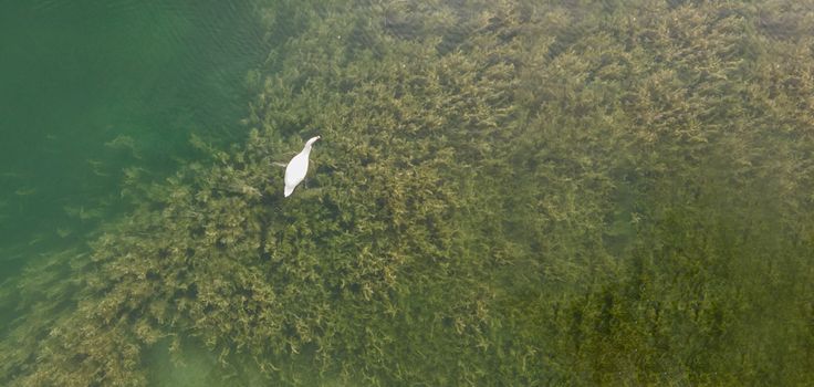 Swan in lake shot from a drone. Copy space