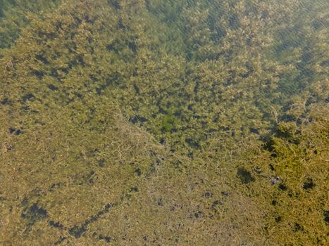 drone shot. Birds view of clear lake with trees and buildings