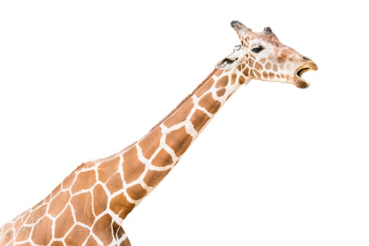 Giraffe is open mouth on white background