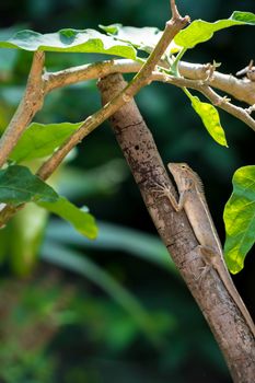 Oriental garden lizard, Eastern garden lizard, Changeable lizard