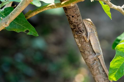 Oriental garden lizard, Eastern garden lizard, Changeable lizard