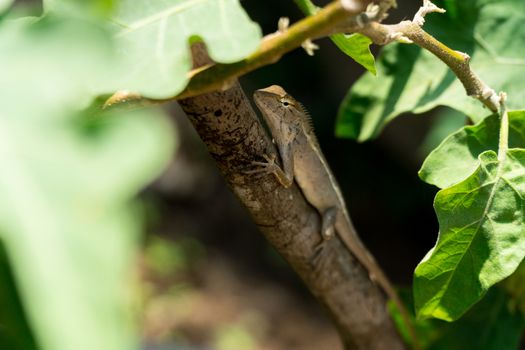 Oriental garden lizard, Eastern garden lizard, Changeable lizard