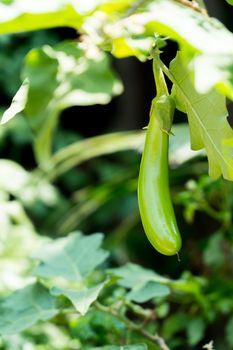 Young Green Eggplant on the tree