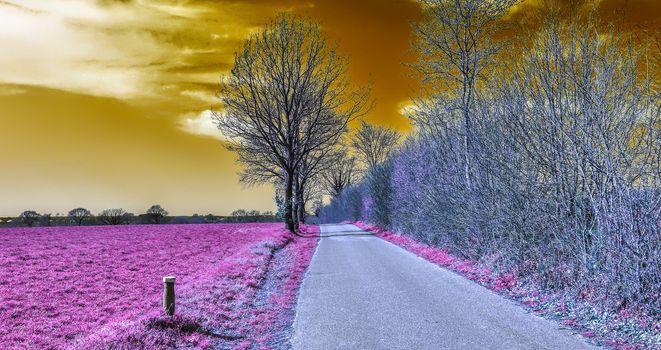 Beautiful purple infrared landscape with a magical look in high resolution