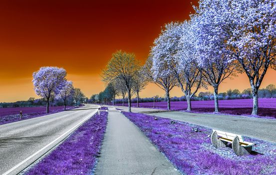 Beautiful purple infrared landscape with a magical look in high resolution