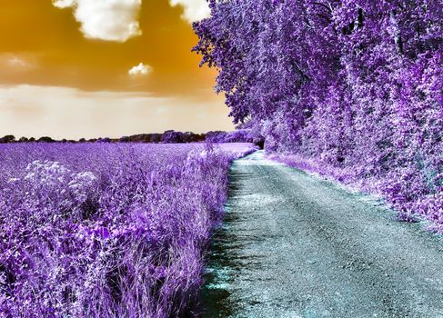 Beautiful purple infrared landscape with a magical look in high resolution