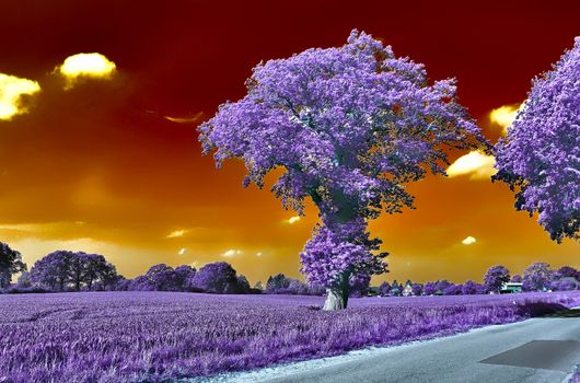 Beautiful purple infrared landscape with a magical look in high resolution