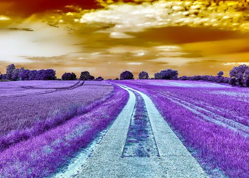 Beautiful purple infrared landscape with a magical look in high resolution