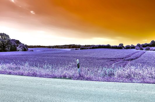 Beautiful purple infrared landscape with a magical look in high resolution