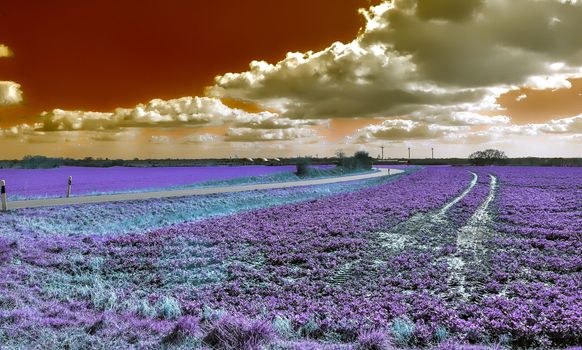 Beautiful purple infrared landscape with a magical look in high resolution