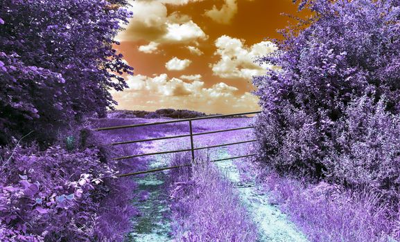 Beautiful purple infrared landscape with a magical look in high resolution