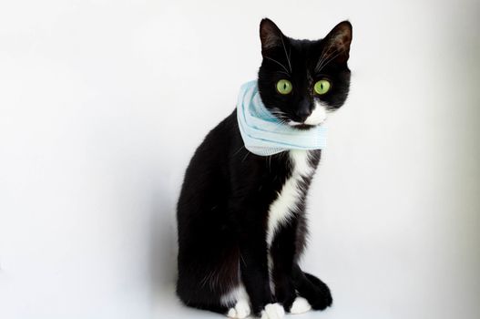 Stay at home.Funny black cat with green eyes and a surgical mask on his face. The concept of colds and flu in Pets and coronavirus infections in veterinary medicine. COVID-19 infections in animals.