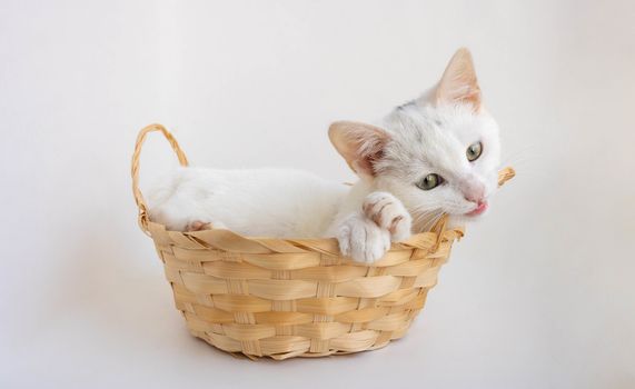 White cat nibbles the handle of a basket on a white background.