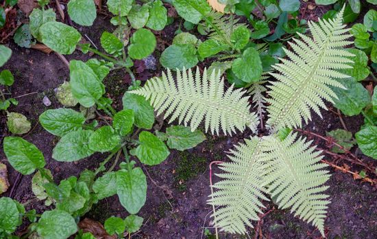 Garden fern. Planting ferns. The ferns in the beds.