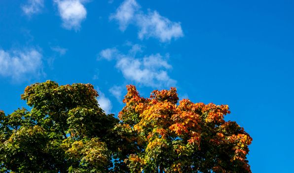 Autumn view of maple leaves against a blue sky. Autumn trees and clear blue sky.