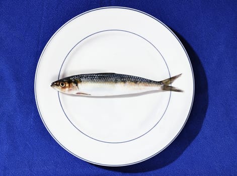 Fresh sardine on white plate ,uncooked European pilchard fish ,blue tablecloth ,