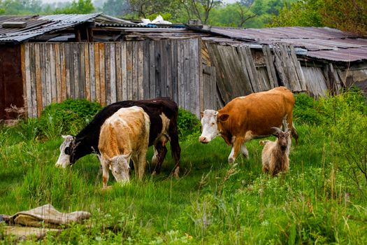 Cows graze near a wooden fence on green grass.