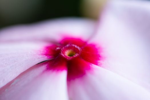 Close up view of a pink, red and purple flower. Floral macro photography